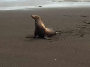 I don't know how closely related to cats sea lions are (aside from the fact that they're both mammals, but really, look at that attitude. Total cat. 