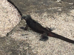 Marine iguanas have longer tails than their land cousins and can slow down their heart rate when they dive down to feed on algae below water. Unfortunately, El Niño is taking it's toll on these creatures as the water temperature isn't right for the algae they feed on.