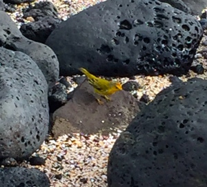 Yellow Warbler, Santiago/James Island