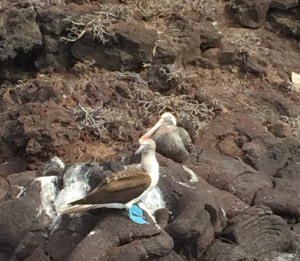 The blue footed booby and pelican in this picture are just hanging out. As long as animals don't compete over the same food, they don't seem to get too territorial here. We frequently saw marine iguanas, sea lions, boobies, and pelicans sharing a rock together.