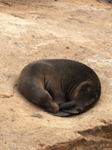 Sea Lion curled up like a cat