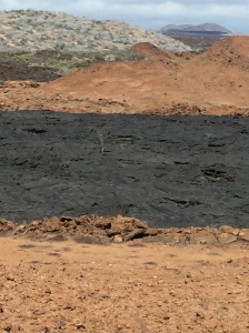 The black lava is flow is about 135 years old. The red is from a lava flow 1000 years old. The iron has oxidized and once it's broken down, it becomes very fertile soil. Give it another few hundred years.