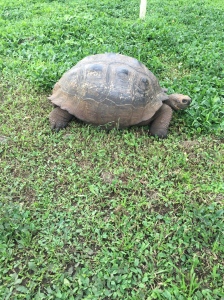 Giant Domed Tortoise